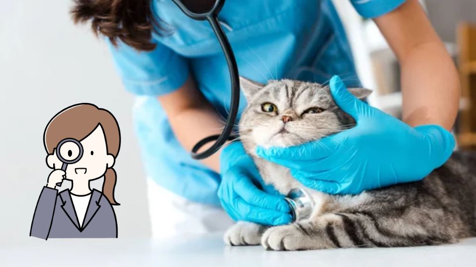 Conoce las señales que da tu gato que indican que necesita una visita al veterinario. Fuente: Foto: depositphotos / producción Exa FM
