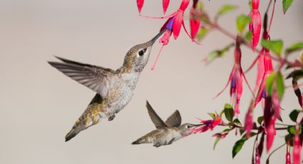 Aprende a atraer a los colibríes a tu hogar en esta temporada