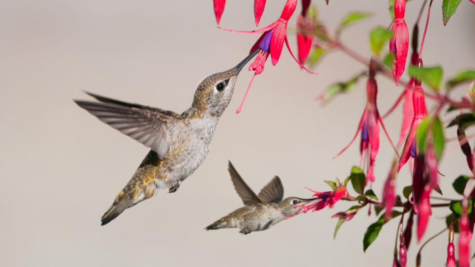 Colibrí alimentándose de Fuchsias, flores de formas tubulares.