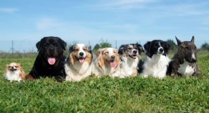 Las 3 razas de perros más complejas de domesticar, según veterinario