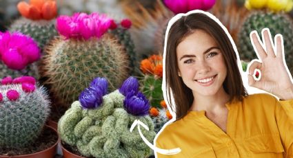 Tips que casi nadie conoce para hacer florecer tus cactus sin tanto esfuerzo