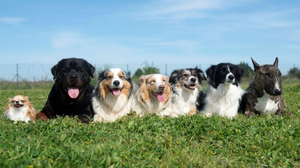 Las 3 razas de perros más difíciles de entrenar