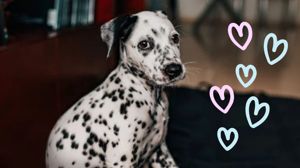 Las 6 razas de perros más hermosas del mundo. Fuente: Foto: Pexels / Producción Exa FM
