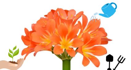 El truco casero para que tu Clivia estalle de flores en agosto