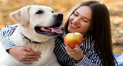 ¿Qué frutas y verduras se le puede dar a un perro? Estas son las recomendadas por especialistas