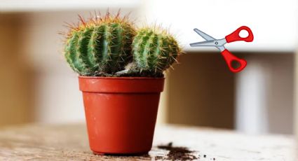 Estos son los trucos que usan los jardineros para multiplicar los cactus sin errores