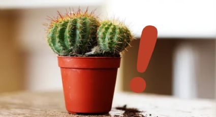 Adiós cactus: esta es la planta que es resistente al sol y que casi no necesita agua