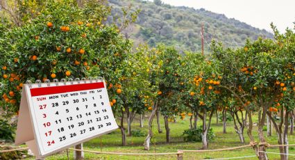 Calendario de siembra: estos son los cuatro árboles frutales que puedes plantar en agosto