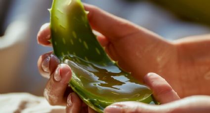 ¿Cómo usar el aloe vera para las manchas en la cara? Así debes aplicarlo