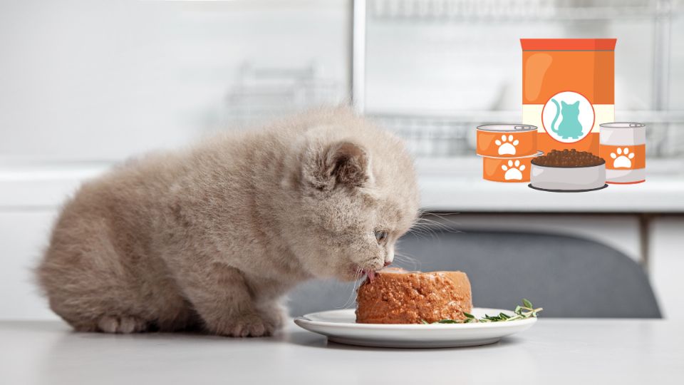 Los gatitos necesitan una dieta rica en proteínas para crecer sanos y fuertes.