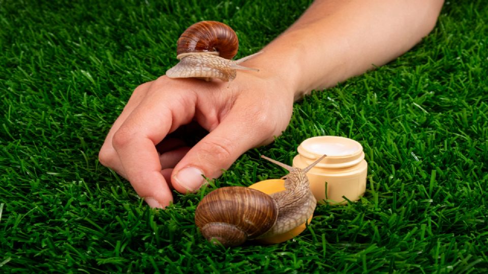 La baba de caracol puede ayudar en el tratamiento de cicatrización de heridas y quemaduras.