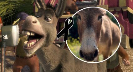 ¿Qué le pasó a Perry? Muere el burro que inspiró al personaje de la película 'Shrek'