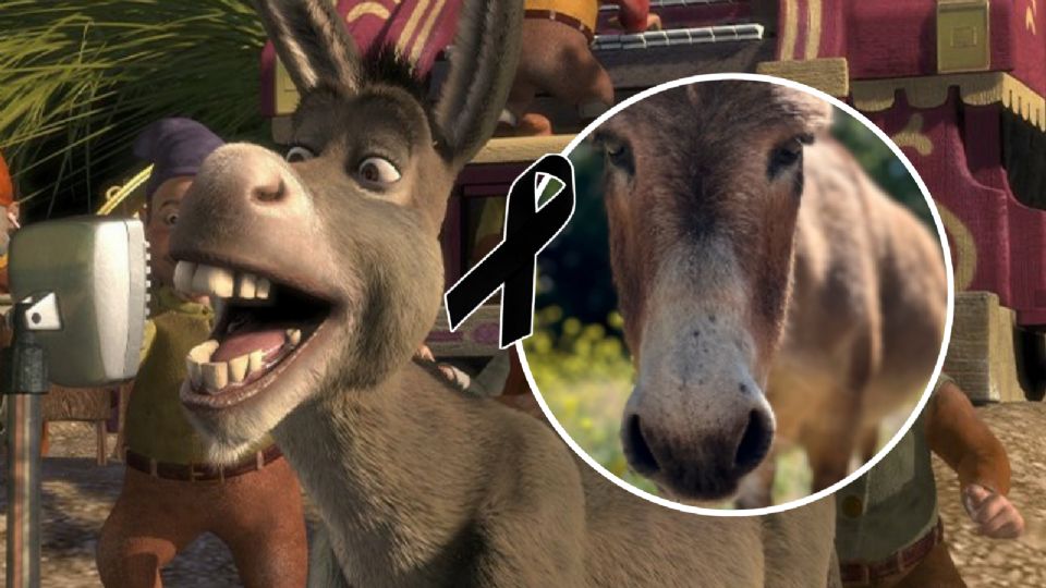 El burro Perry falleció el pasado 2 de enero a los 30 años.